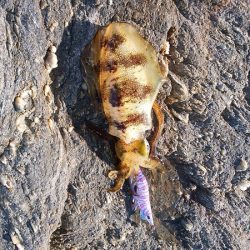 潮が小さいと渋い