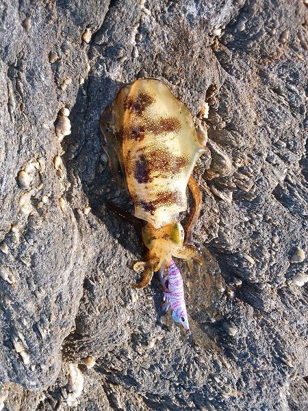 潮が小さいと渋い