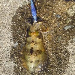 沼島ランガンエギング