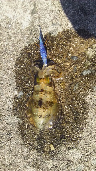 沼島ランガンエギング