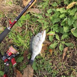 まだイケるチニング