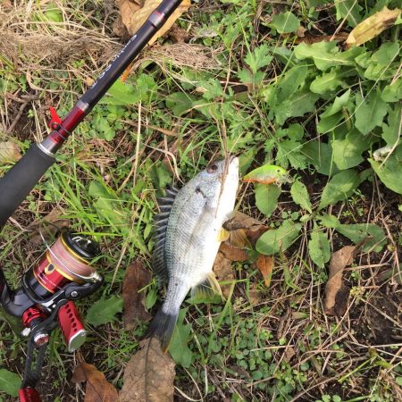 まだイケるチニング