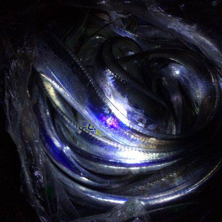 爆釣でした(^ ^)