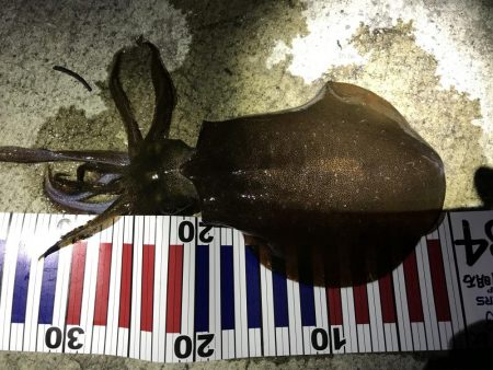 良く釣れました