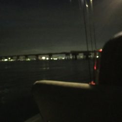 アオリからのタチウオ