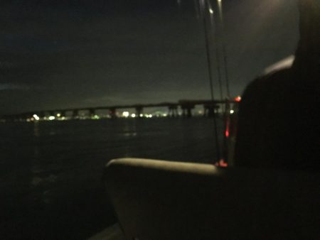 アオリからのタチウオ