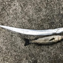 可愛そうなイワシたち