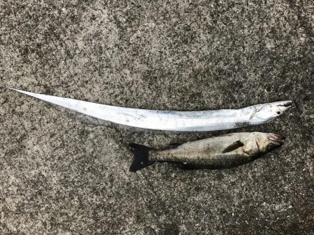 可愛そうなイワシたち