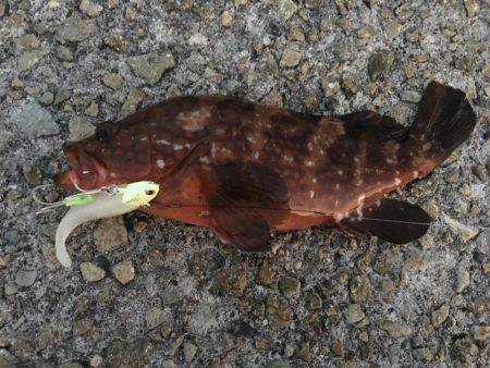 ワインド釣行！