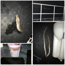 アナゴに癒されて