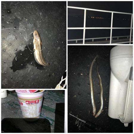 アナゴに癒されて