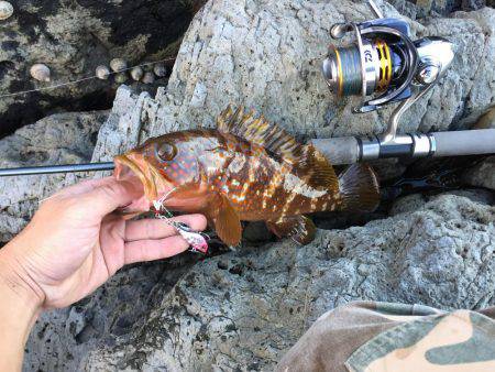 ライトゲームでアコウ