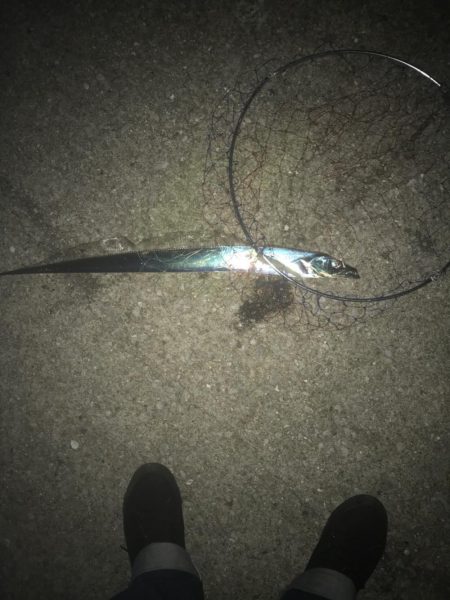 太刀魚釣れてます