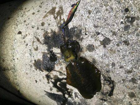 イカが少ない。。