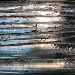 昼太刀イレブン