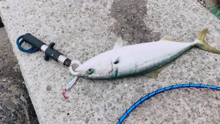 サヨリパターン