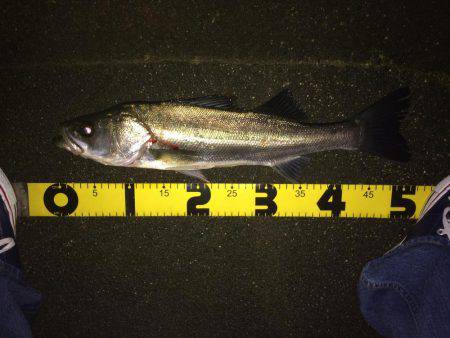 粘ってなんとか。