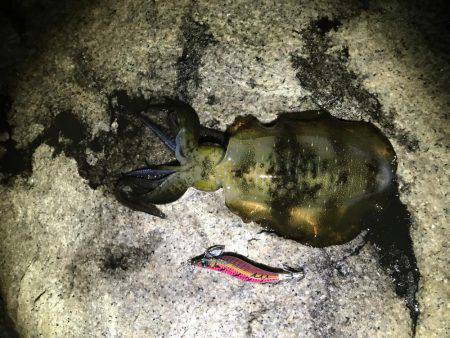 アオリイカサイズアップ