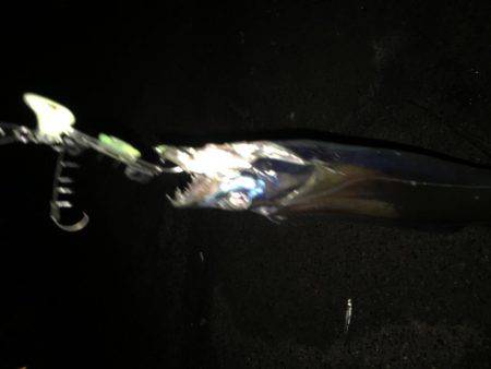 神戸港の湾奥調査