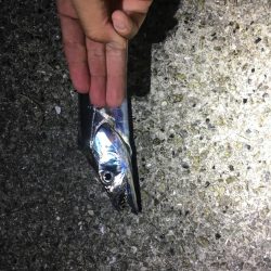 ウキ釣りにてタチウオ