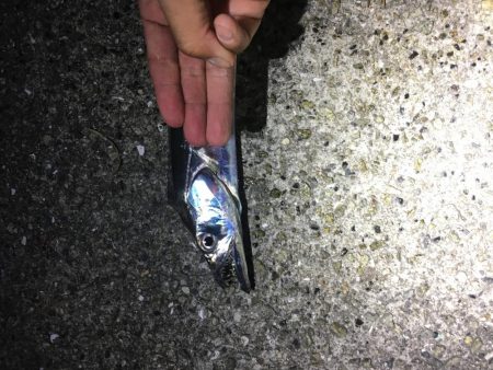 ウキ釣りにてタチウオ