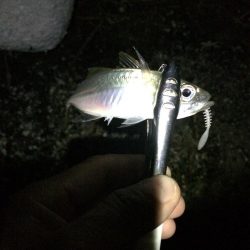 懲りずにアジング