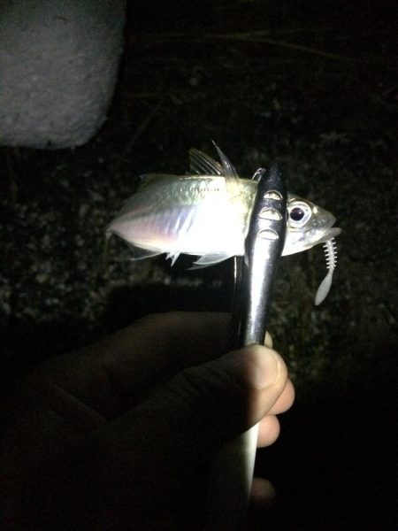 懲りずにアジング