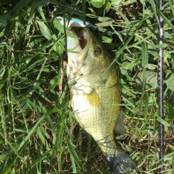 爆釣！！紀ノ川バス！