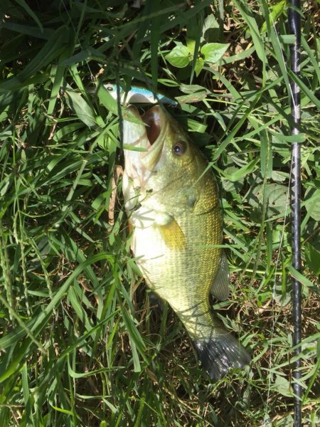 爆釣！！紀ノ川バス！