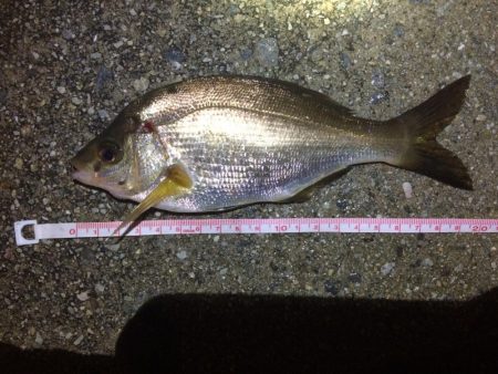 根魚狙いのはずが