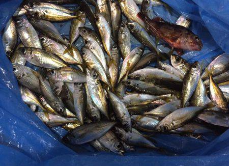 穴釣りからのサビキ