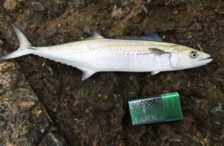 泳がせ釣りでサゴシ