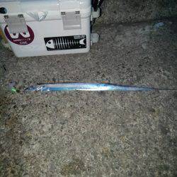 太刀魚の塩焼き求めて⁉️