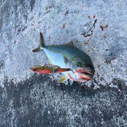 ツバス釣れました！