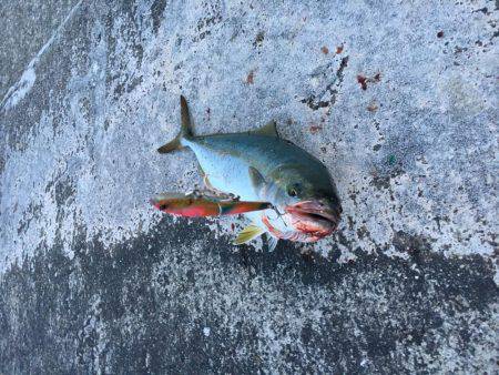 ツバス釣れました！