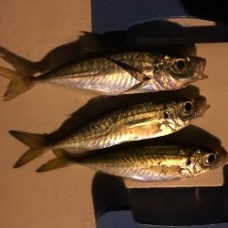 きびしいアジング