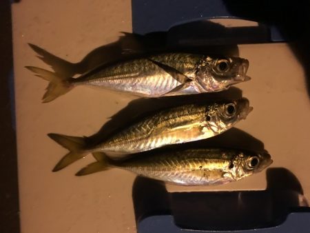 きびしいアジング