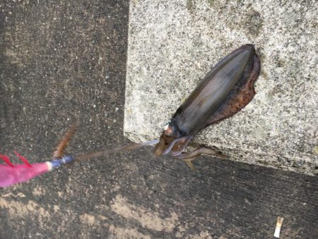 1day スクイッドマスターズ