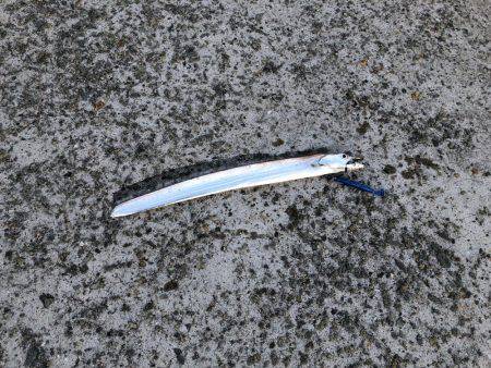 夕マヅメにタチウオ