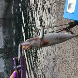 サバゲー「たまに」