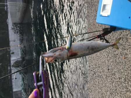 サバゲー「たまに」