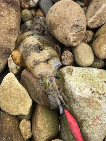 台風前にエギング