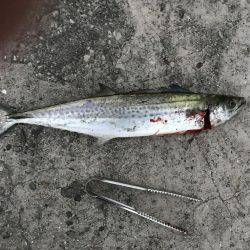 やっとサゴシが釣れた^ – ^