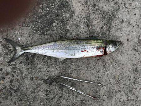 やっとサゴシが釣れた^ - ^