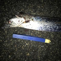 居着きのタチウオ⁇