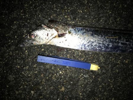 居着きのタチウオ⁇