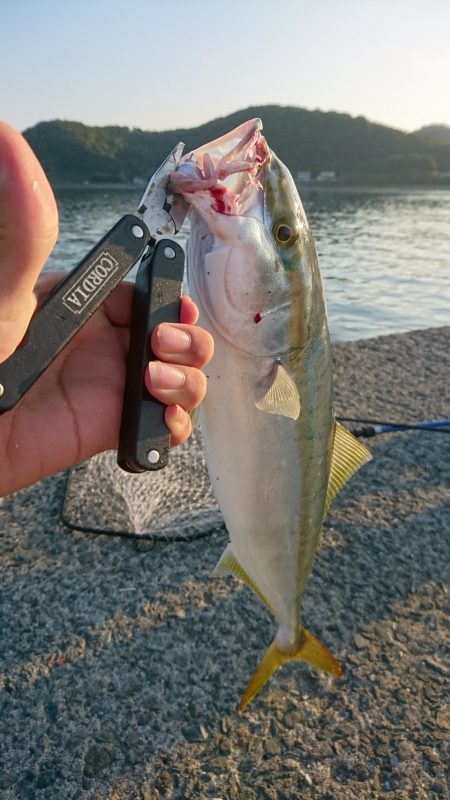 キタ！初青物！！