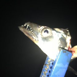 タチウオ専用ロッド