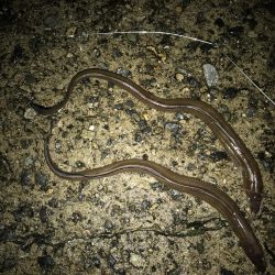 穴子良いサイズ