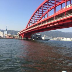 久しぶりのタチウオ